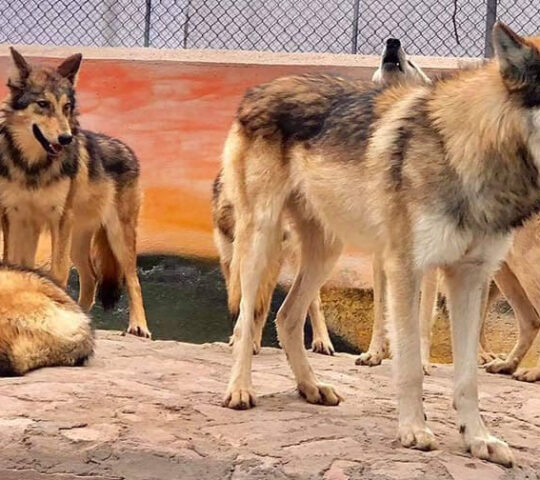 ZAHUATOBA ZOO OF DURANGO