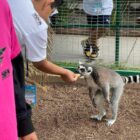 ZAHUATOBA ZOO OF DURANGO